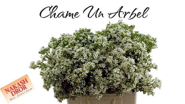 <h4>CHAME UN ARBEL</h4>