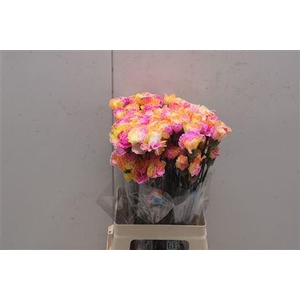 Di St Tinted Tropical 1703