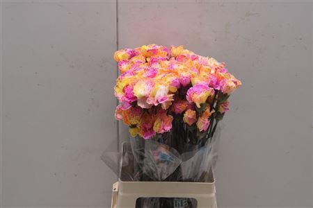 <h4>Di St Tinted Tropical 1703</h4>