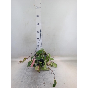 Hoya carnosa 'Floraganza Flamingo'