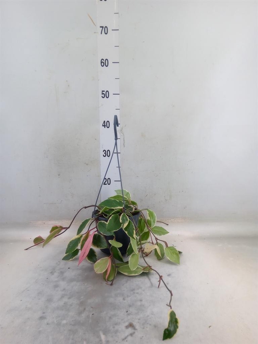 <h4>Hoya carnosa 'Floraganza Flamingo'</h4>