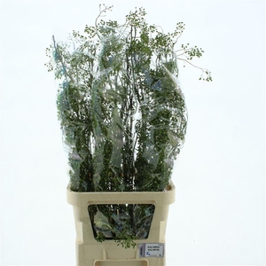 Rosa Corallo Green