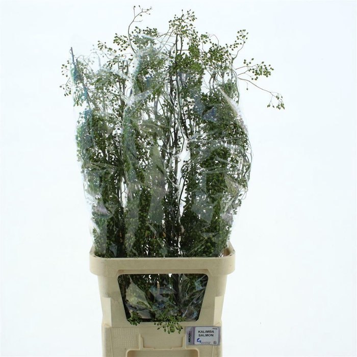 <h4>Rosa Corallo Green</h4>