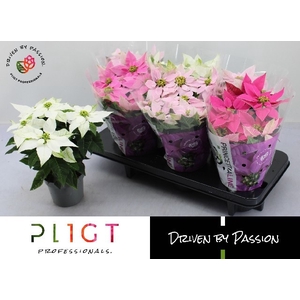 EUPHOR P PRI GEM