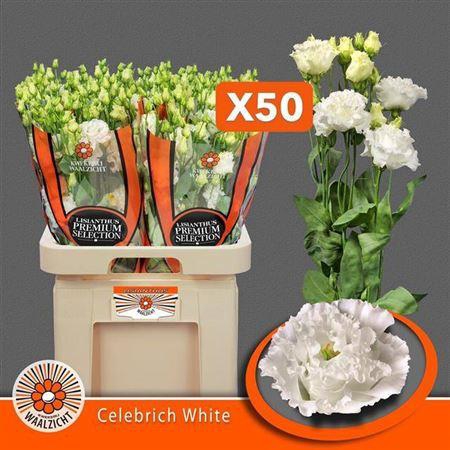 <h4>Eus G Celebrich White</h4>