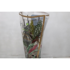 BEGONIA MACULATA P17 PO