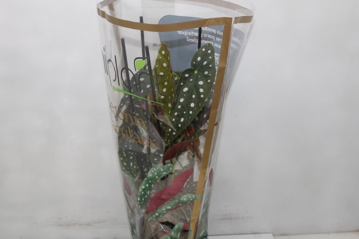 <h4>BEGONIA MACULATA P17 PO</h4>