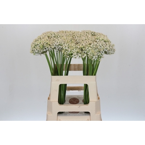 Allium Nigrum