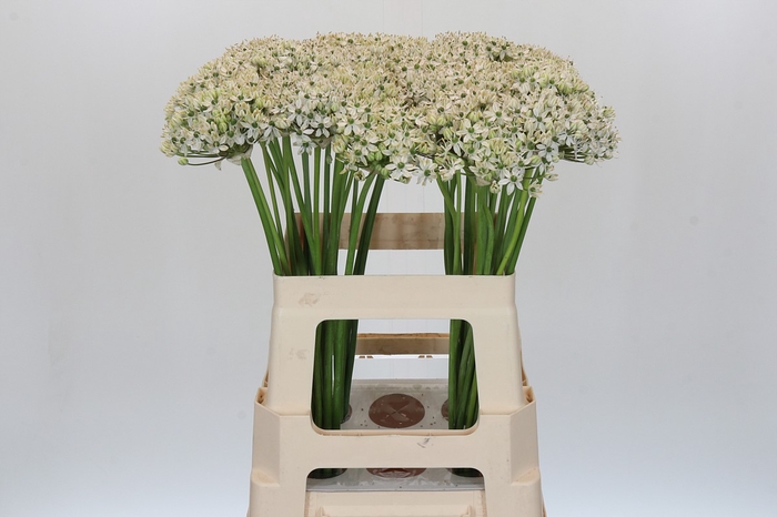 <h4>Allium Nigrum</h4>
