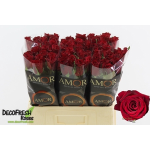 R Gr Ever Red Amor