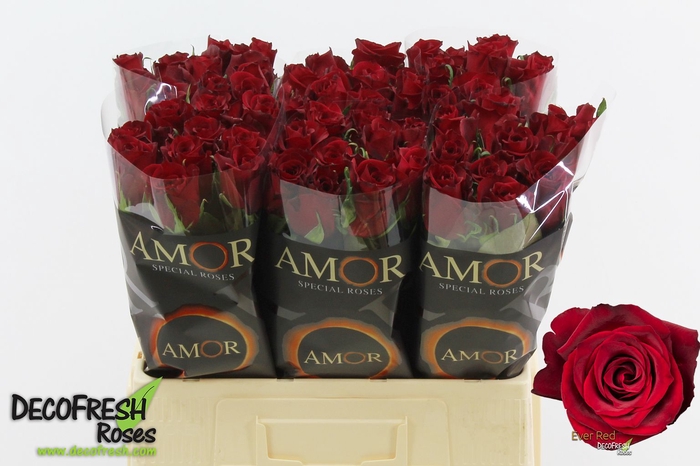 <h4>R Gr Ever Red Amor</h4>