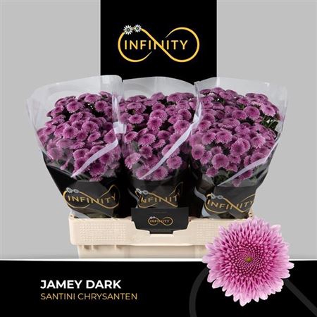 <h4>Chr S Jamey Dark</h4>