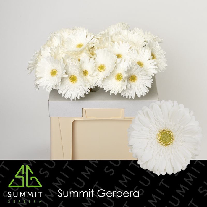 <h4>Gerbera Swanlake</h4>