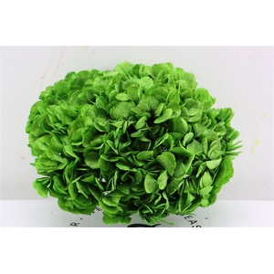 Pres Hydrangea Xl Lime Green Pcs