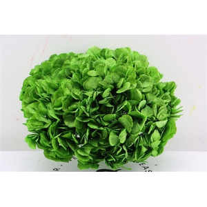 Pres Hydrangea Xl Lime Green Pcs