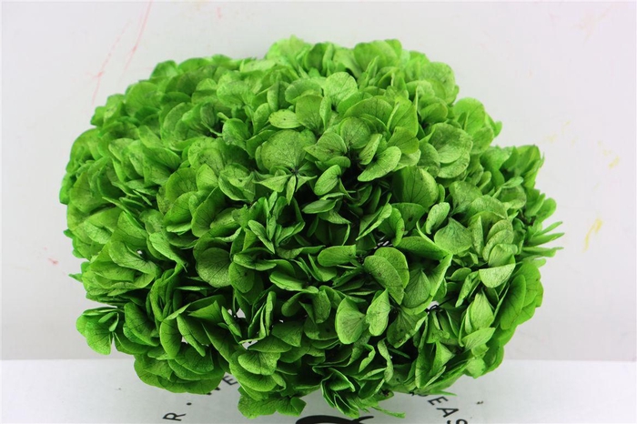 <h4>Pres Hydrangea Xl Lime Green Pcs</h4>