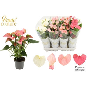 Anthurium 9 cm 4 color Pastel mix in Haute Couture sleeve