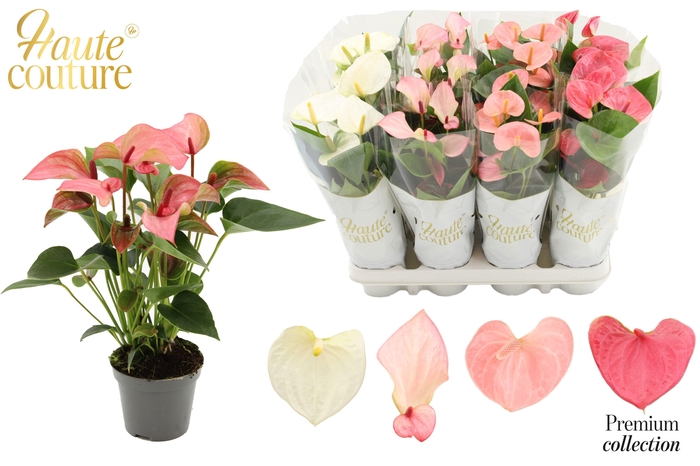 <h4>Anthurium 9 cm 4 color Pastel mix in Haute Couture sleeve</h4>