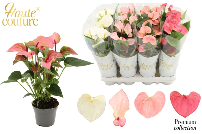 <h4>Anthurium 9 cm 4 color Pastel mix in Haute Couture sleeve</h4>