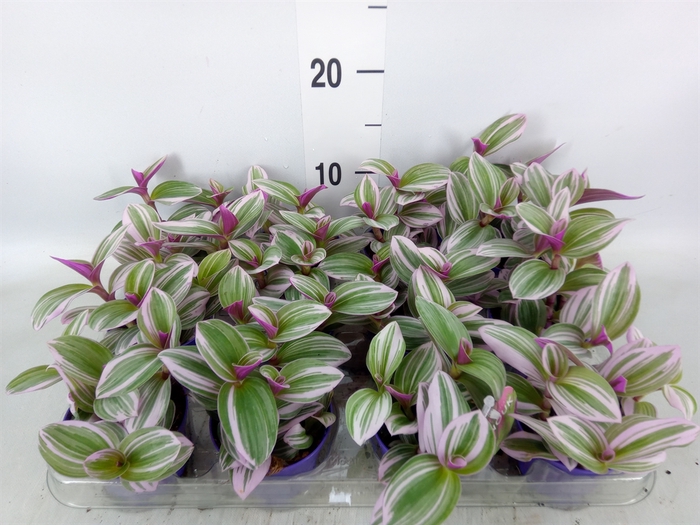 <h4>Tradescantia albif. 'Nanouk'</h4>