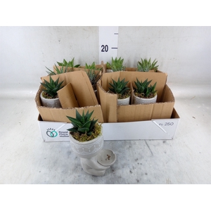 Arr.   Kamerplant Groen L%