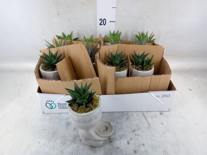 <h4>Arr.   Kamerplant Groen L%</h4>