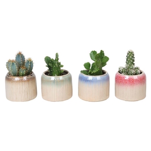 CACTUS MIX  p6 L 67125