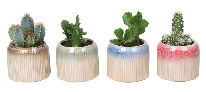 <h4>CACTUS MIX L 67125 W. Cactus MIX 6 cm</h4>