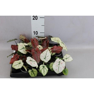 Caladium   ...