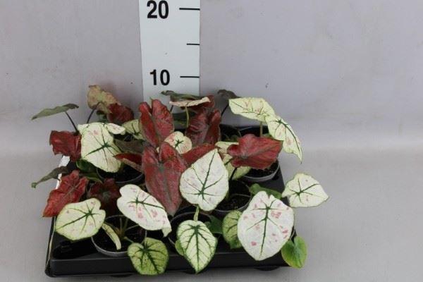 <h4>Caladium   ...</h4>