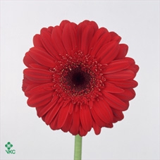 WAX APPEL H%