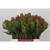 Leucadendron Laurel Yellow