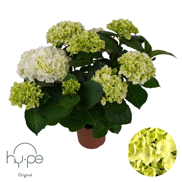 <h4>Hydrangea Mophead White 7+ | Hy-pe Original</h4>