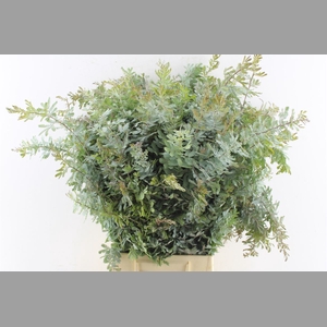 Acacia Gr Baileyana