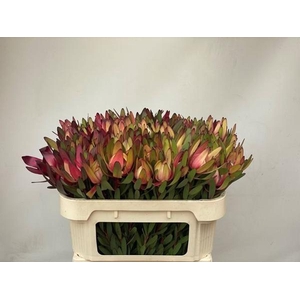 LEUCAD SAFARI SUNSET