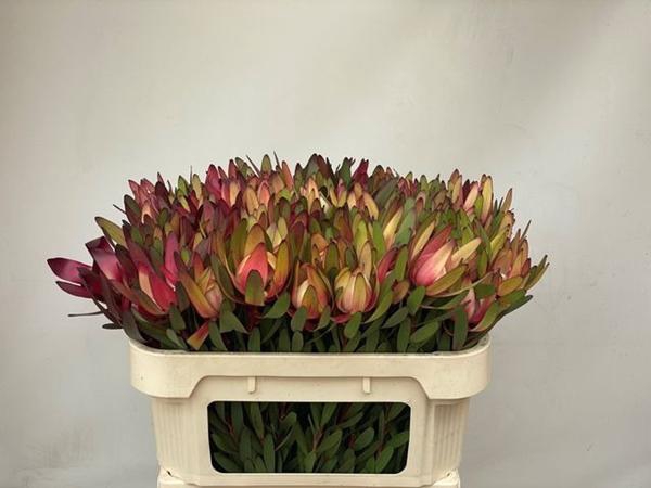 <h4>LEUCAD SAFARI SUNSET</h4>