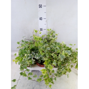 Hedera helix 'Mint Kolibri'