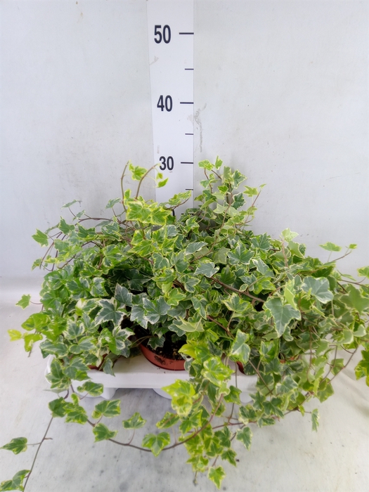 <h4>Hedera helix 'Mint Kolibri'</h4>