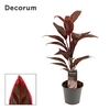 Cordyline Mambo 12 cm ( Decorum )