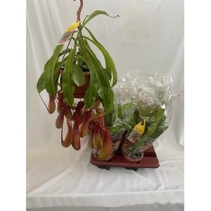 Nepenthes alata (Cites) 14Ø 60cm