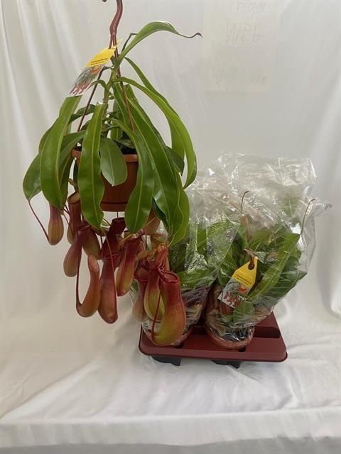 Nepenthes alata (Cites) 14Ø 60cm