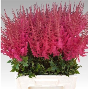 Astilbe Ar Paul Gaarder