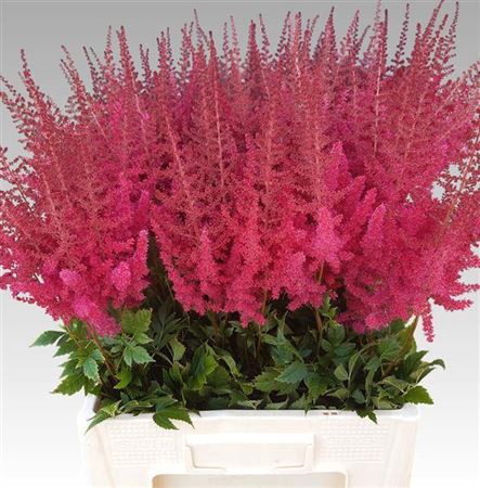 <h4>Astilbe Ar Paul Gaarder</h4>