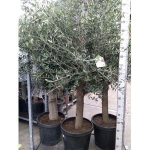 Olea europaea