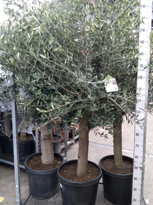 <h4>Olea europaea</h4>