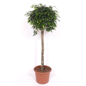Ficus Danielle
