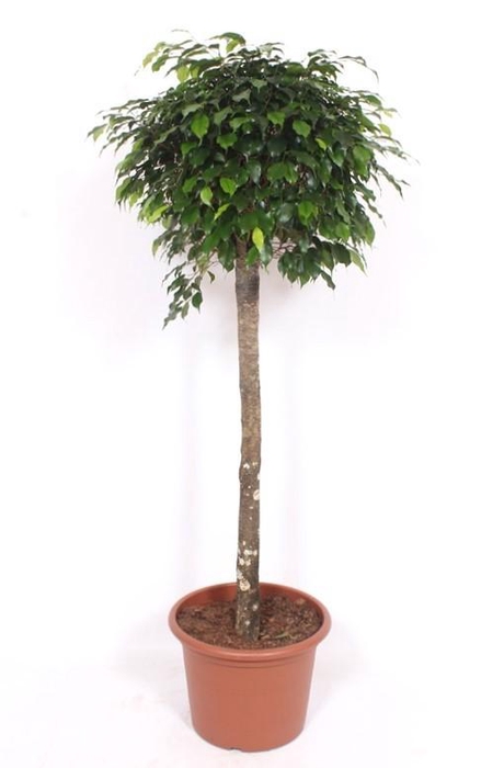 <h4>Ficus Danielle</h4>