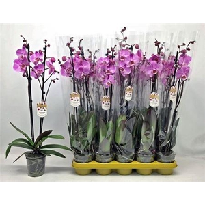 Phal Ov Roze 2 Branches 20+ Vertakt