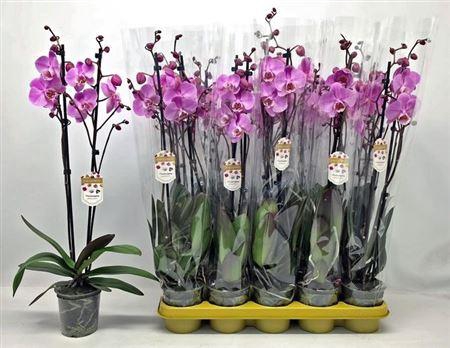 <h4>Phal Ov Roze 2 Branches 20+ Vertakt</h4>