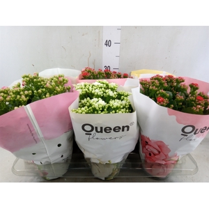 Kalanchoe blos.   ..rosebud mix GR